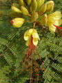Caesalpinia Gilliesii